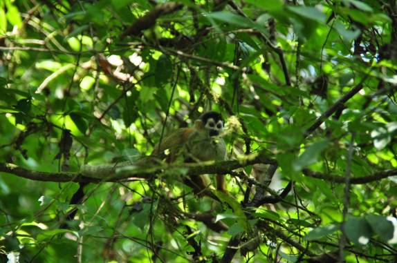 Macaco nos observa no Parque Nacional Corcovado, na Península de Osa, no sul da Costa Rica